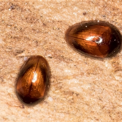 Phalacridae (family) (Shining flower beetle) at Flynn, ACT - 11 Jun 2025 by kasiaaus