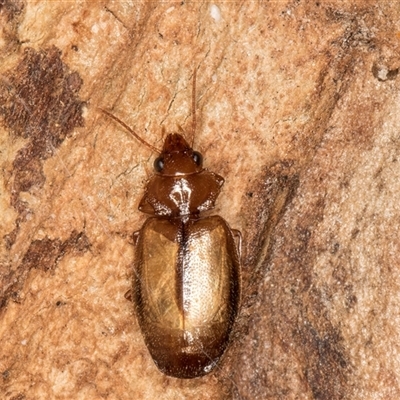 Agonocheila sp. (genus) (A ground beetle) at Flynn, ACT - 11 Jun 2025 by kasiaaus