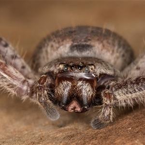 Isopeda canberrana (Canberra Huntsman Spider) at Flynn, ACT - 11 Jun 2025 by kasiaaus