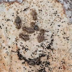 Myopsocidae (family) (Mouse-like Barklice) at Flynn, ACT - 11 Jun 2025 by kasiaaus