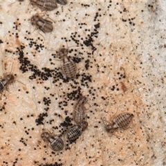 Myopsocidae (family) at Flynn, ACT - 11 Jun 2025 03:16 PM