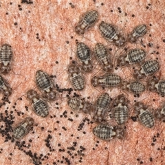 Myopsocidae (family) at Flynn, ACT - 11 Jun 2025 03:16 PM