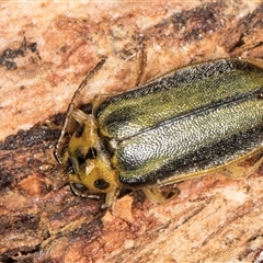 Xanthogaleruca luteola (Elm leaf beetle) at Flynn, ACT - 11 Jun 2025 by kasiaaus