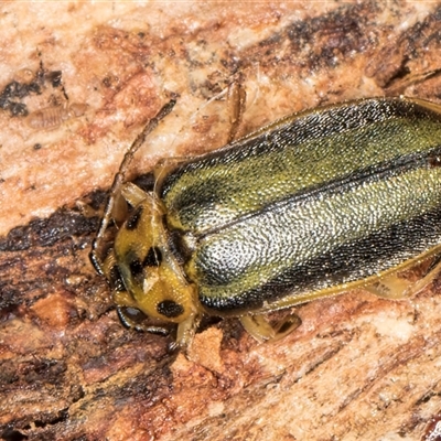 Xanthogaleruca luteola (Elm leaf beetle) at Flynn, ACT - 11 Jun 2025 by kasiaaus
