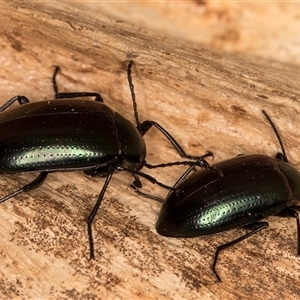 Chalcopteroides columbinus (Rainbow darkling beetle) at Flynn, ACT - 11 Jun 2025 by kasiaaus