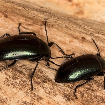 Chalcopteroides columbinus (Rainbow darkling beetle) at Flynn, ACT - 11 Jun 2025 by kasiaaus
