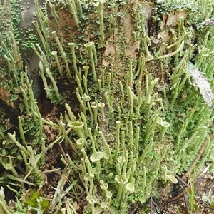 Cladonia fimbriata by Aussiegall