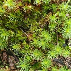 Polytrichaceae sp. (family) by Aussiegall