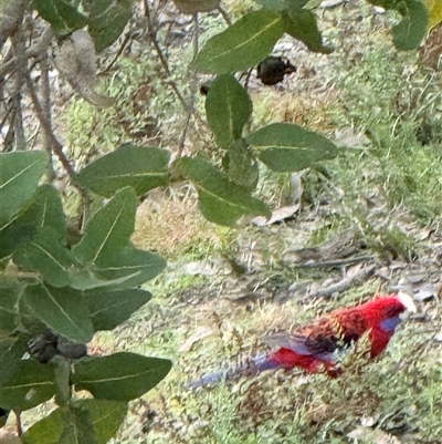 Platycercus elegans (Crimson Rosella) at Bucketty, NSW - 14 Jun 2025 by MartinPredavec