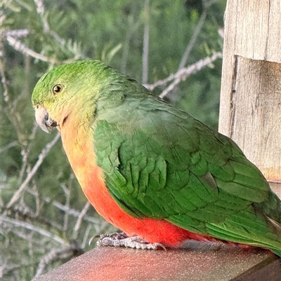 Alisterus scapularis (Australian King-Parrot) at Bucketty, NSW - 14 Jun 2025 by MartinPredavec