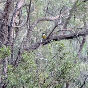 Pachycephala pectoralis (Golden Whistler) at Laguna, NSW - Today by MartinPredavec
