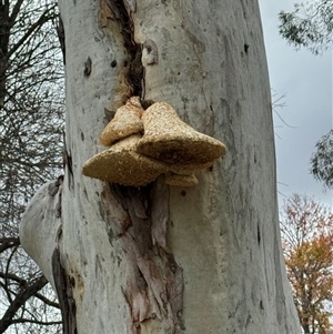 Unverified Uncategorised Fungi at Campbell, ACT - 7 Jun 2025 by Crash