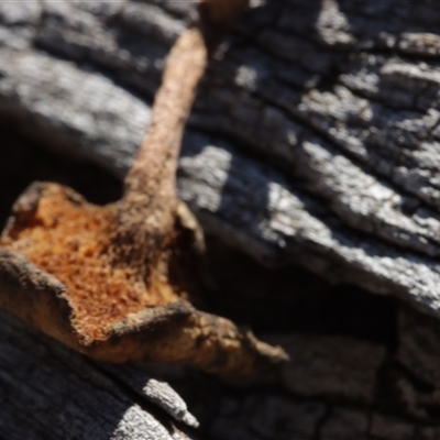 Lentinus arcularius (Fringed Polypore) at Red Hill, ACT - 21 May 2025 by CanberraFungiGroup