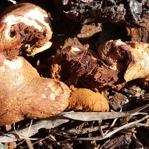Gymnopilus junonius (Spectacular Rustgill) at Red Hill, ACT - 18 May 2025 by CanberraFungiGroup