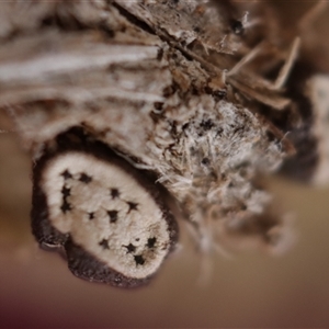 Poronia erici/punctata at Red Hill, ACT - 21 May 2025 by CanberraFungiGroup