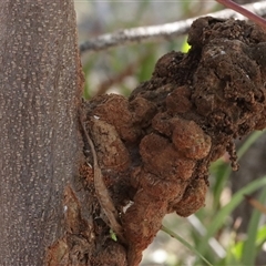 Endoraecium carnegiei (Acacia gall rust) at Red Hill, ACT - 18 May 2025 by CanberraFungiGroup