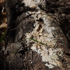 Corticioid fungi at Red Hill, ACT - 18 May 2025 by CanberraFungiGroup