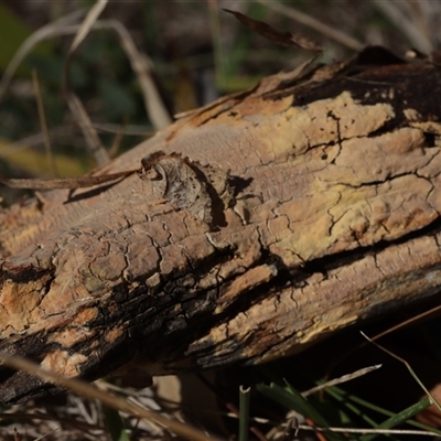 Corticioid fungi at Red Hill, ACT - 18 May 2025 by CanberraFungiGroup