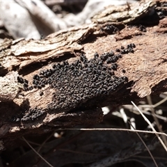 Rosellinia group at Red Hill, ACT - 18 May 2025 by CanberraFungiGroup