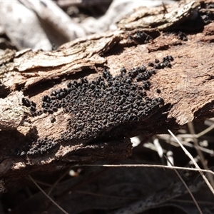Rosellinia group at Red Hill, ACT - 18 May 2025 by CanberraFungiGroup