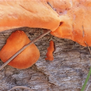 Trametes coccinea (Scarlet Bracket) at Red Hill, ACT - 18 May 2025 by CanberraFungiGroup