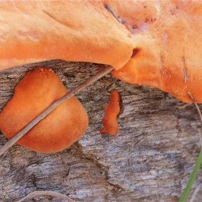 Trametes coccinea (Scarlet Bracket) at Red Hill, ACT - 18 May 2025 by CanberraFungiGroup