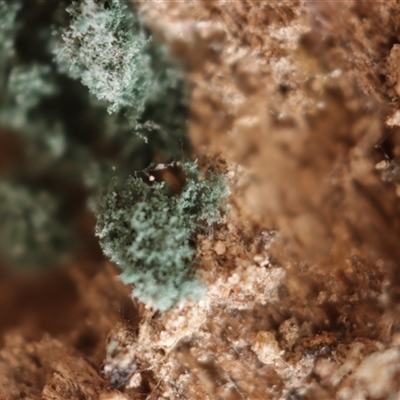 Trichoderma 'green fluffy' at Red Hill, ACT - 21 May 2025 by CanberraFungiGroup