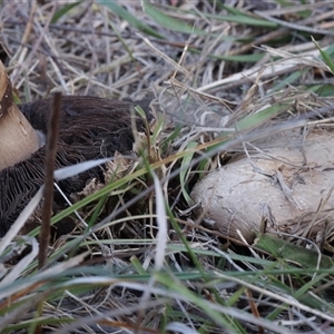 Agaricus sp. (Agaricus) at Red Hill, ACT - 18 May 2025 by CanberraFungiGroup