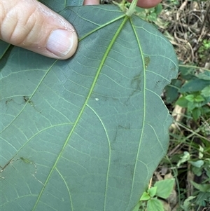 Mallotus philippensis (Red Kamala) at Caparra, NSW - Today by maznee