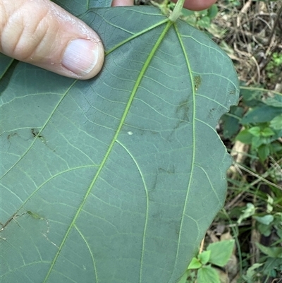 Mallotus philippensis (Red Kamala) at Caparra, NSW - 14 Jun 2025 by maznee