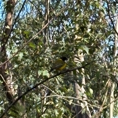 Pachycephala pectoralis (Golden Whistler) at Caparra, NSW - 14 Jun 2025 by maznee