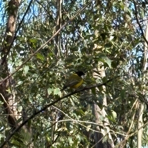 Pachycephala pectoralis (Golden Whistler) at Caparra, NSW - Today by maznee