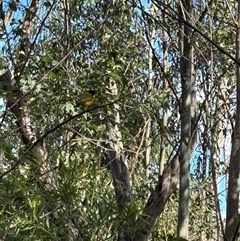 Pachycephala pectoralis at Caparra, NSW - 14 Jun 2025 12:09 PM