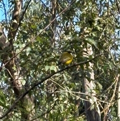 Pachycephala pectoralis at Caparra, NSW - 14 Jun 2025 12:09 PM