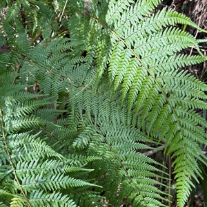 Polystichum proliferum at Caparra, NSW - Today by maznee