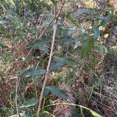 Notelaea longifolia at Caparra, NSW - 14 Jun 2025 by maznee