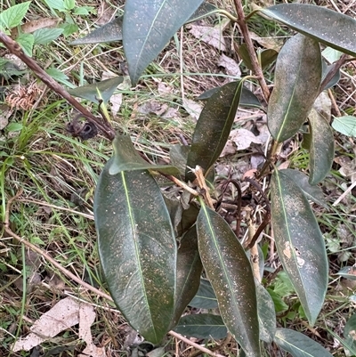 Rhodomyrtus psidioides (native guava) at Caparra, NSW - Yesterday by maznee