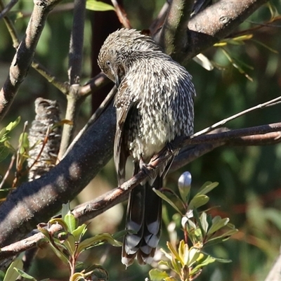 Anthochaera chrysoptera (Little Wattlebird) at Acton, ACT - 14 Jun 2025 by RodDeb