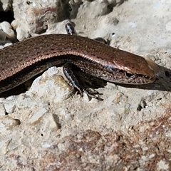 Menetia greyii (Grey's Skink) by trevorpreston