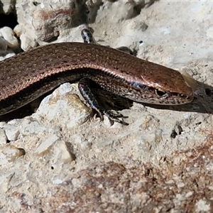 Lampropholis delicata by trevorpreston