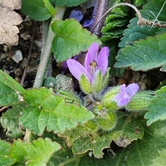 Erodium moschatum (Musky Crowfoot, Musky Storksbill) at Parkesbourne, NSW - 14 Jun 2025 by trevorpreston