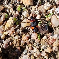 Dindymus versicolor (Harlequin Bug) by trevorpreston