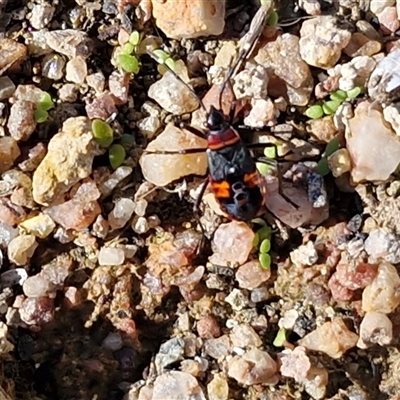 Dindymus versicolor (Harlequin Bug) by trevorpreston