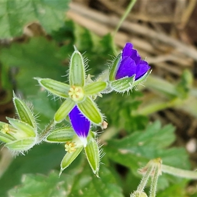 Erodium crinitum (Native Crowfoot) at Parkesbourne, NSW - 14 Jun 2025 by trevorpreston