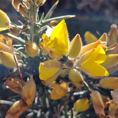 Ulex europaeus (Gorse) at Parkesbourne, NSW - 14 Jun 2025 by trevorpreston