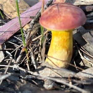 Unverified Cap on a stem; pores below cap [boletes & stemmed polypores] by LisaH