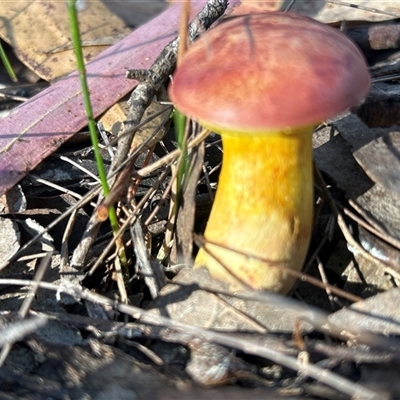 Bolete sp. by LisaH