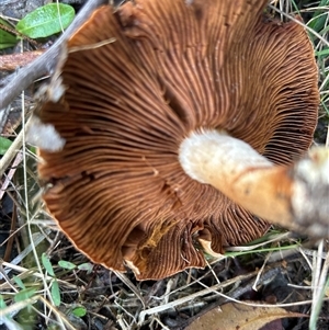 Unverified Cap on a stem; teeth below cap by LisaH
