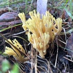 Ramaria sp. (genus) (A Coral fungus) at Moruya, NSW - 14 Jun 2025 by LisaH
