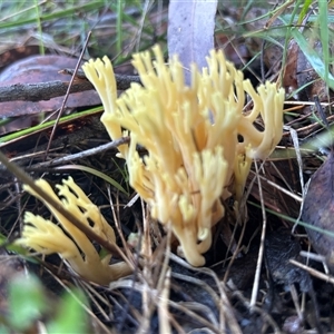 Unverified Coralloid fungus, markedly branched by LisaH